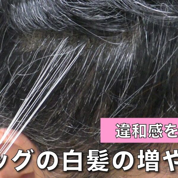 ウィッグも白髪を増やせます！地毛の白髪の量に合わせてウィッグの白髪の量も増量できるんです。ウィッグとのアンバランスが気になる方は必見です！！